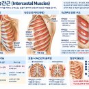 갈비뼈·늑간근 통증에 키네시오 테이핑 적용하기 늑간근 해부학과 임상 접근 이미지
