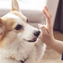 도그비잉 펫케어 이미지