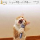 낭만고양이 이미지