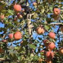 신농팜케미컬 이미지