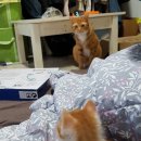 별이와콩이 이미지