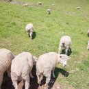 정선목장 이미지