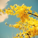 심화(心花) 이미지