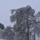 황태덕장 이미지