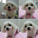 애견샵 어린왕자 이미지