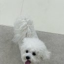 낼름&애견샵 이미지