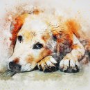 목욕하는 강아지 이미지