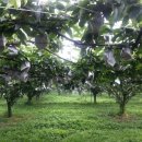 배들농장 이미지