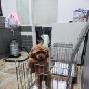 모야애견