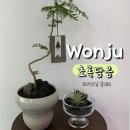 중앙하이츠후문(2845) | 원주 식물가게 초록담음_가드닝 클래스
