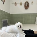 유앤퍼피 이미지