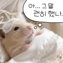 고깃집 왕고을 네이버블로그