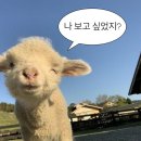 사라약국 이미지