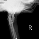 철원동물병원 이미지