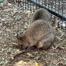 자유로농장 | 여행 day4 (지그재그투어;블루마운틴 별빛투어 후기)(페더데일동물원/링컨스락/블랙타운 라멘집 Kou...