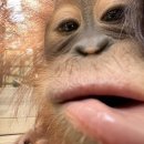 면천갈비 이미지