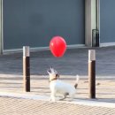 렛츠고로케 | 맛따라 멋따라 정준원따라