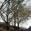 교동1 Daum카페