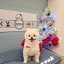 두리애견 이미지