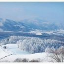 기상목장 | 평창 대관령 양떼목장 겨울풍경 및 주차, 맛집, 주변명소