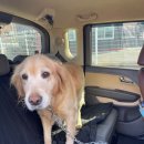 해피 펫 택시 이미지