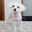 어반독스 이미지