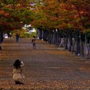 마로니에길 이미지