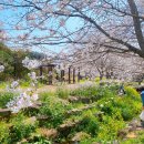 대왕수천 | 4/2 서귀포 벚꽃 예래생태공원 제주 벚꽃 명소 예래동 대왕수천 예래생태공원