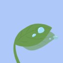 새벽이슬 이미지