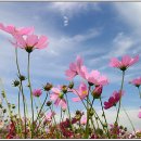 아름다움 이미지