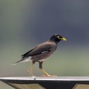 검은머리갈색찌르레기 Common Myna 이미지