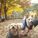 보리네펫미용 이미지
