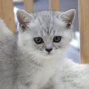 마포고양이도레미캣 이미지