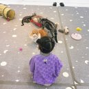 별다방 야옹이 이미지