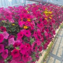 꽃보다삼겹 이미지