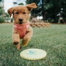 강아지산책 이미지