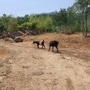 청파농장 이미지