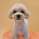 왈왈미용실 이미지