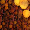 봉옥농장 이미지