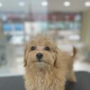 마음이네 멍발소 이미지