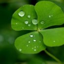 네잎클로버 이미지