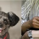 퍼스트독, 캣 이미지