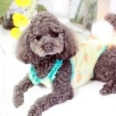 쫑랑쫑랑 이미지