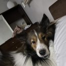 스테이 댕쥬르 이미지