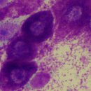 더힐동물의료센터 이미지