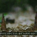 모소(MOSO) Daum카페