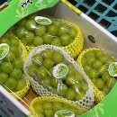 동부로 옥천-2 | 제철 샤인 머스캣 고르는 팁- 옥천로컬푸드직매장 방문 후기