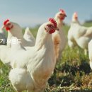 농업회사법인 안성사료(주) 이미지