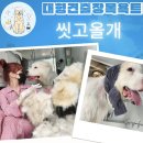 씻고올개 이미지