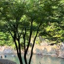 촌락슈퍼 | [전주 근교 계곡] 검태오남매, 제일산장, 돌섬산장펜션 동상계곡 오픈런후기 (8/17 토요일 아침 7:50 방문)